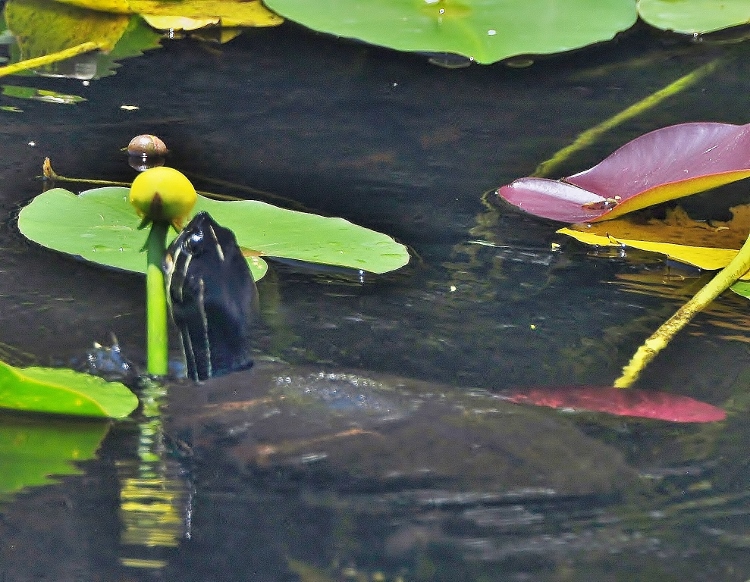 turtle and lily pad